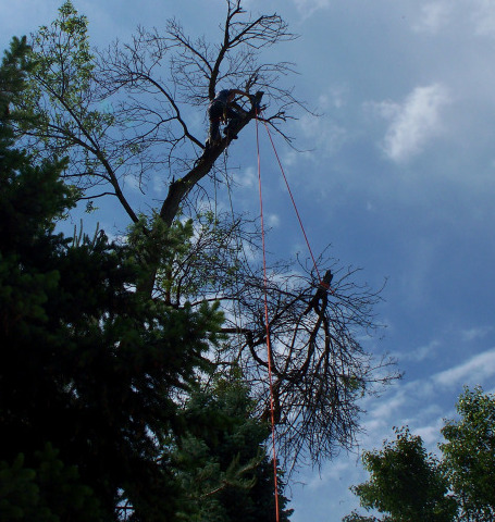 Rigged tree removal