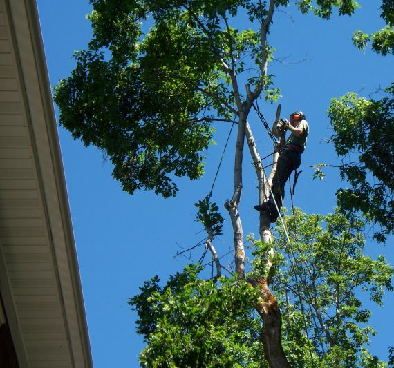 Arborist climbing a tree